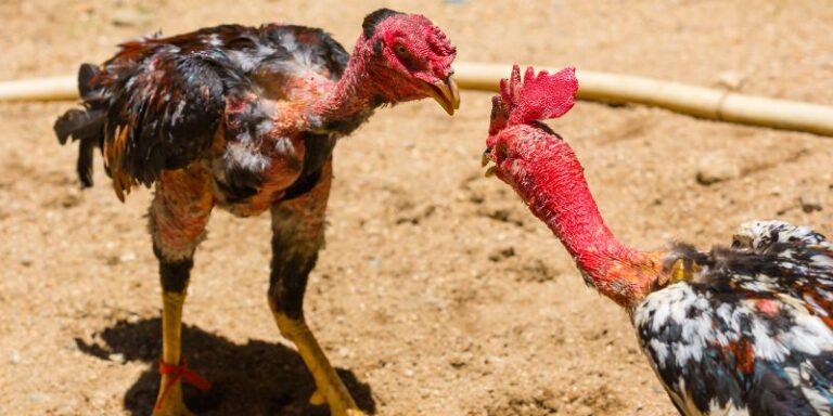 Cach Nuoi Ga Da Chan Manh Ren Luyen Chien Ke Bat Bai