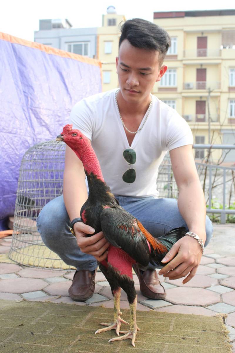 Cách chăm sóc gà trong quá trình luyện tập