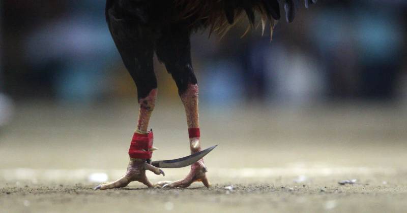 Đá Gà Cựa Sắt – Hình Thức Đá Gà Kịch Tính Và Hấp Dẫn Nhất 6 Cách chọn gà đá cựa sắt chất lượng