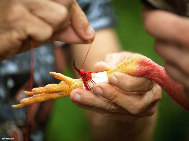 Đá Gà Cựa Sắt – Hình Thức Đá Gà Kịch Tính Và Hấp Dẫn Nhất 7 Cách huấn luyện gà đá cựa sắt để có lực đá mạnh