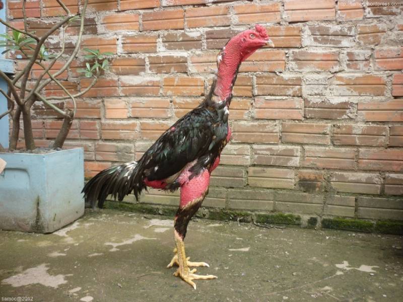 Đá Gà Đòn Là Gì? Tìm Hiểu Môn Chơi Truyền Thống Đỉnh Cao 1 Da Ga Don La Gi Tim Hieu Mon Choi Truyen Thong Dinh Cao