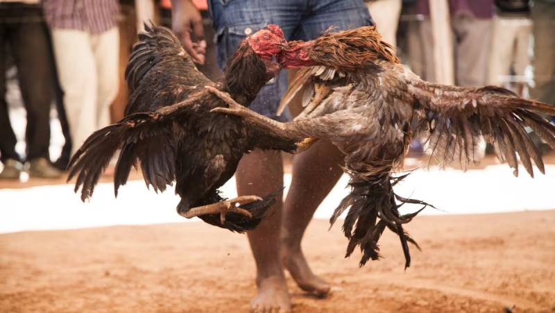 Đá Gà Khmer – Nghệ Thuật Đấu Trường Đỉnh Cao Của Campuchia 2 Đá gà Khmer là gì?