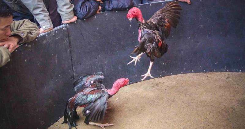 Đá Gà Đòn Là Gì? Tìm Hiểu Môn Chơi Truyền Thống Đỉnh Cao 2 Đá gà đòn là gì?