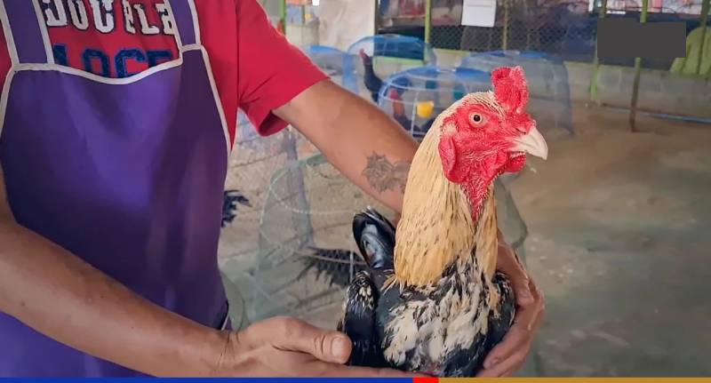 Đá Gà Khmer – Nghệ Thuật Đấu Trường Đỉnh Cao Của Campuchia 7 Kinh nghiệm chọn gà đá Khmer chất lượng