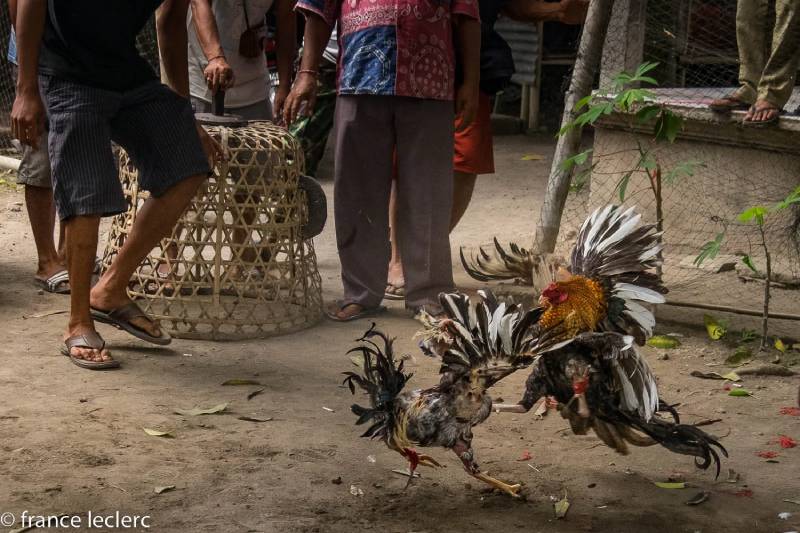 Đá Gà Khmer – Nghệ Thuật Đấu Trường Đỉnh Cao Của Campuchia 5 Luật chơi và hình thức thi đấu đá gà Khmer