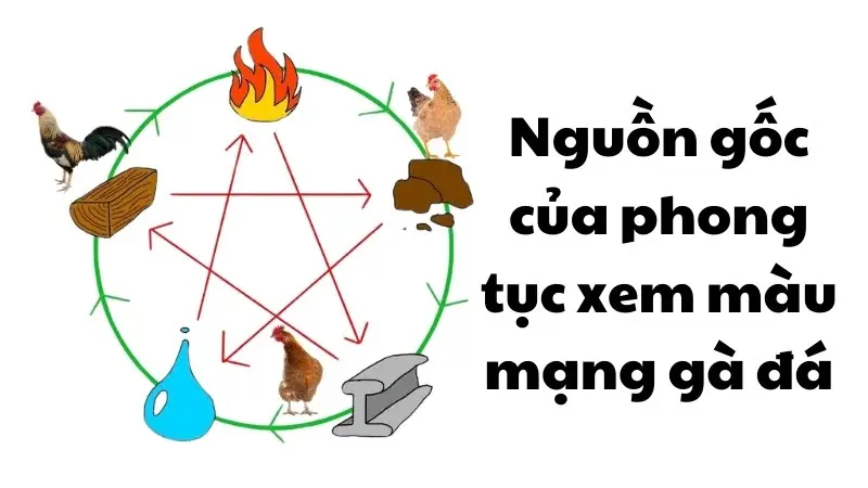 Màu Mạng Gà Đá – Kinh Nghiệm Chọn Gà Theo Ngũ Hành 2 Màu mạng gà đá là gì?