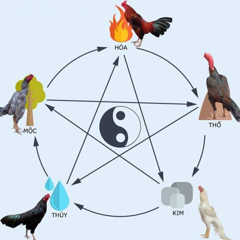 Màu Mạng Gà Đá – Kinh Nghiệm Chọn Gà Theo Ngũ Hành 3 Phân loại màu mạng gà theo ngũ hành