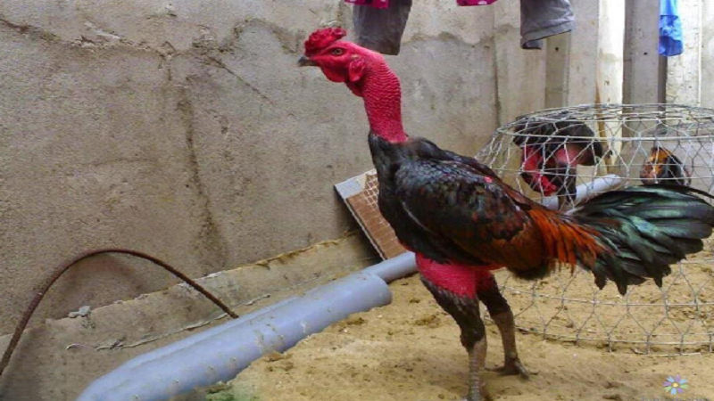 Đá Gà Đòn Là Gì? Tìm Hiểu Môn Chơi Truyền Thống Đỉnh Cao 6 Tăng sức bền với bài tập chạy lồng, quần sương