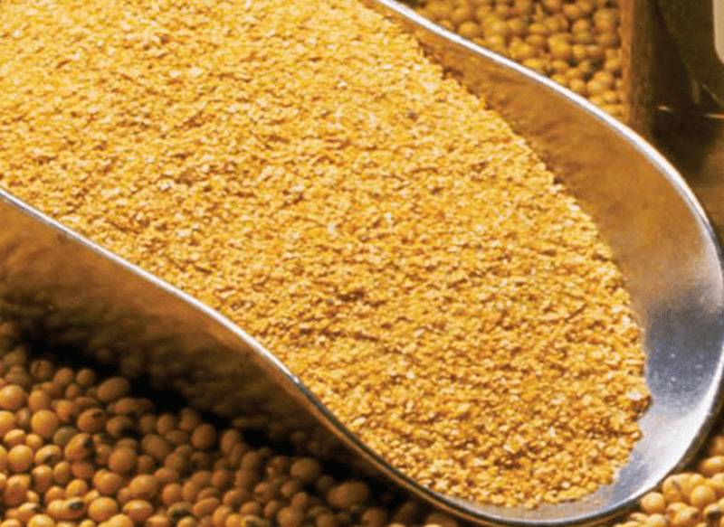 Thức ăn cần thiết để gà đá có lực mạnh