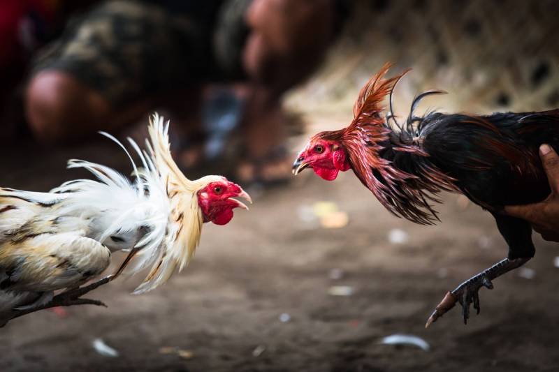 Đá Gà Khmer – Nghệ Thuật Đấu Trường Đỉnh Cao Của Campuchia 4 Trận đấu kéo dài và quyết định thắng – thua rõ ràng