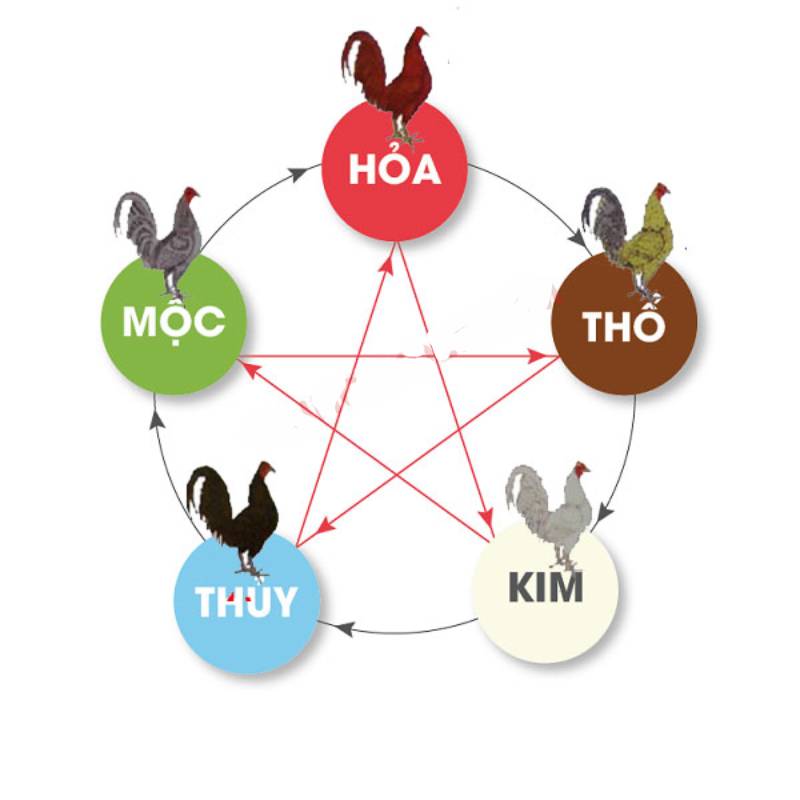 Xem theo phong thủy ngũ hành
